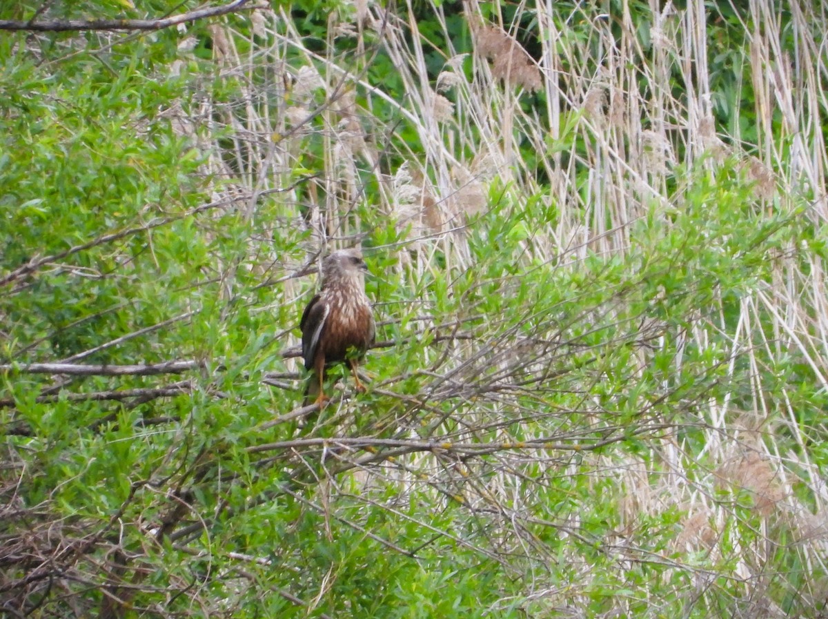 Western Marsh Harrier - Jiří Rohlena