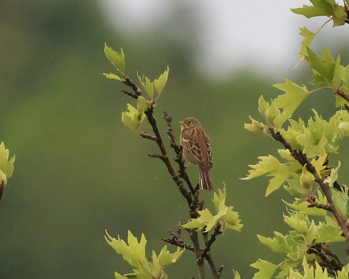 Ortolan Bunting - Sam Shaw