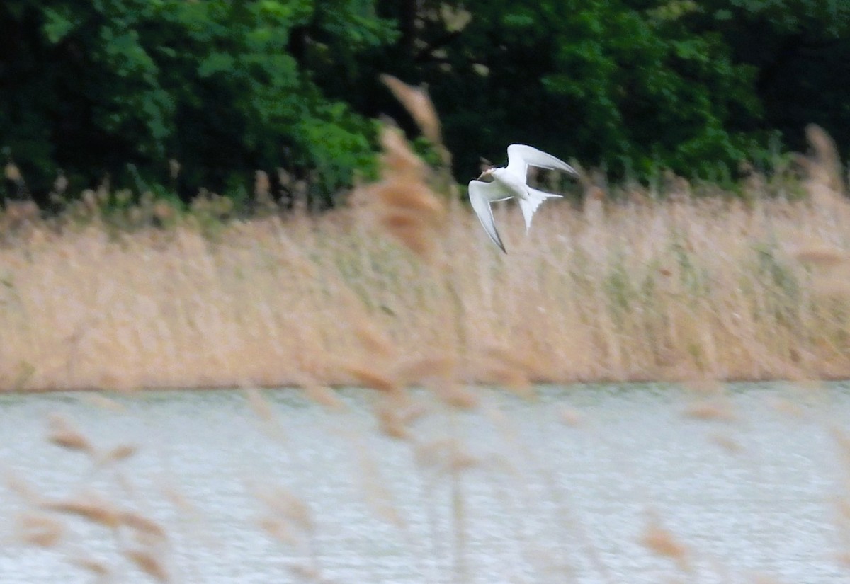 Common Tern - Jiří Rohlena