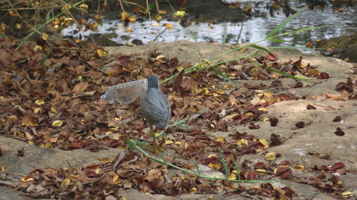 Striated Heron - Sujay Biswas