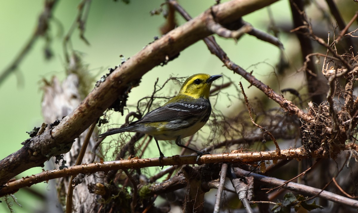 Black-throated Green Warbler - Jada Fitch