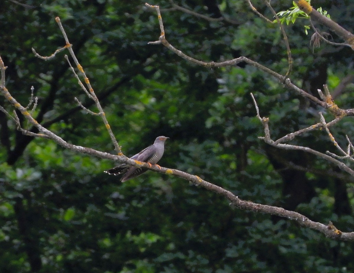 Common Cuckoo - Jiří Rohlena