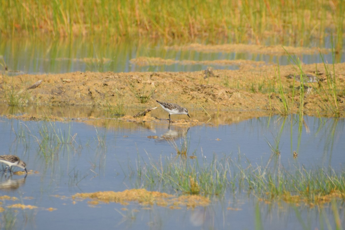 Semipalmated Sandpiper - ML619478746