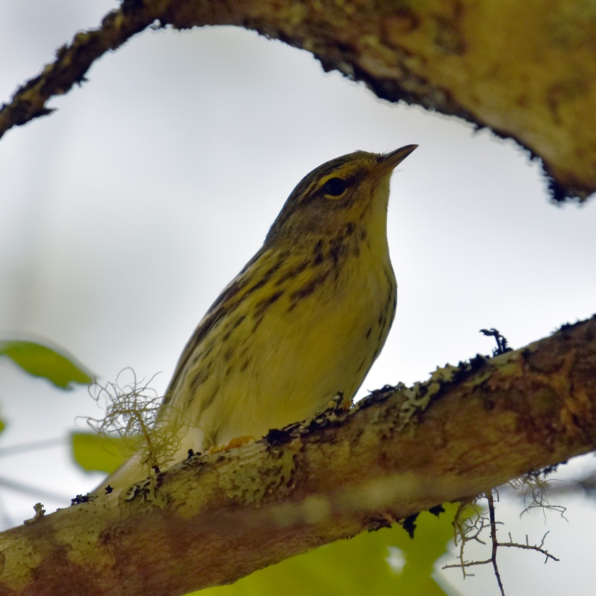 Blackpoll Warbler - ML619478749