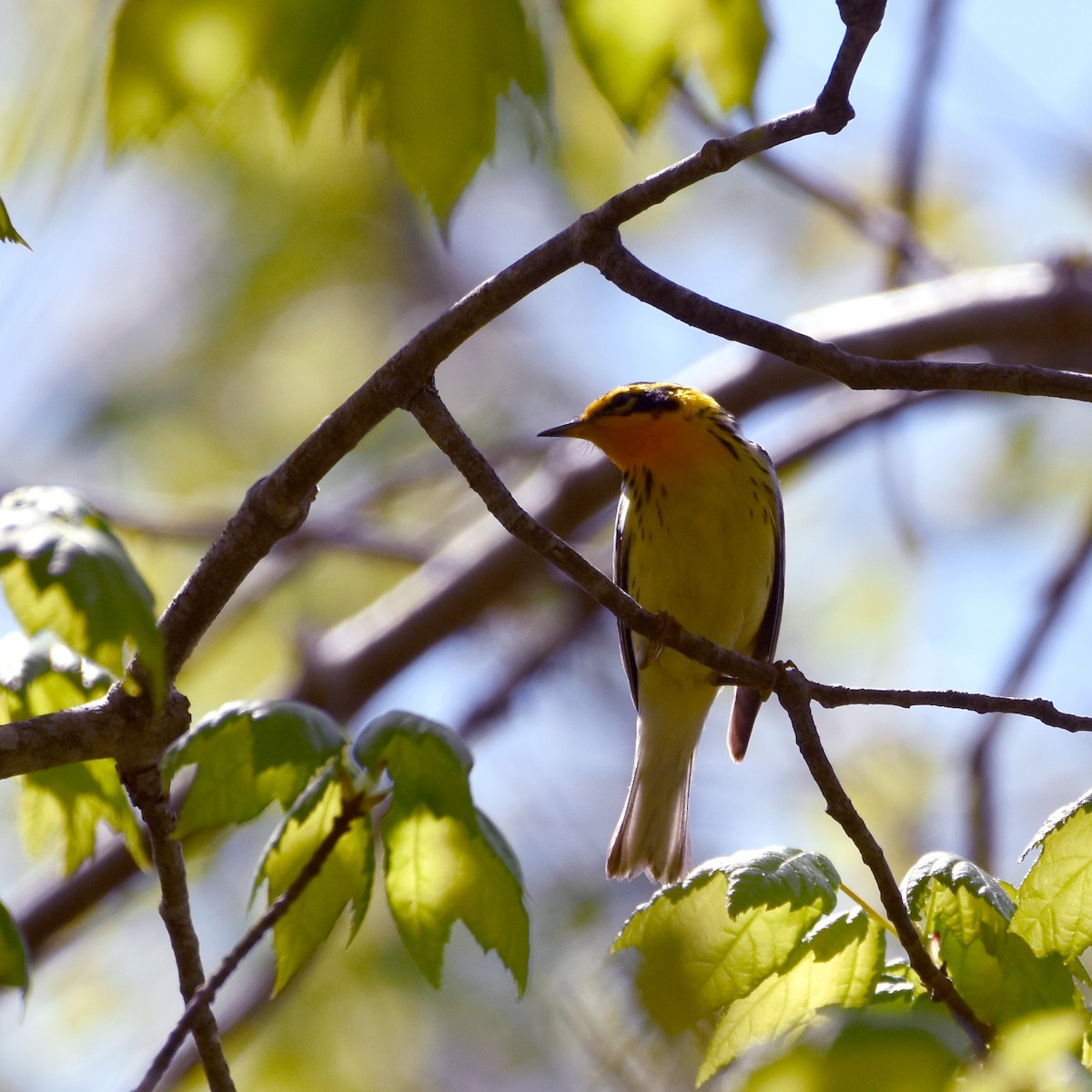 Blackburnian Warbler - Jada Fitch