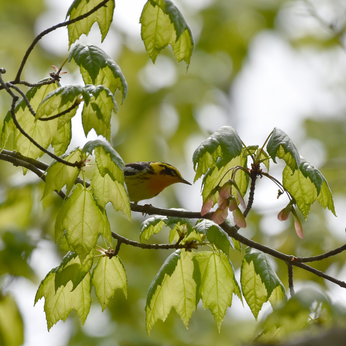 Blackburnian Warbler - Jada Fitch