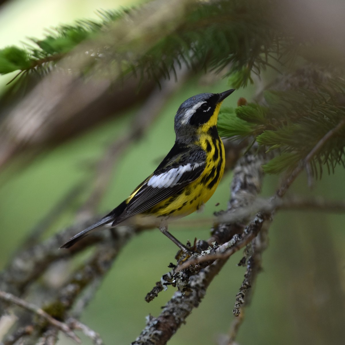 Magnolia Warbler - ML619478759