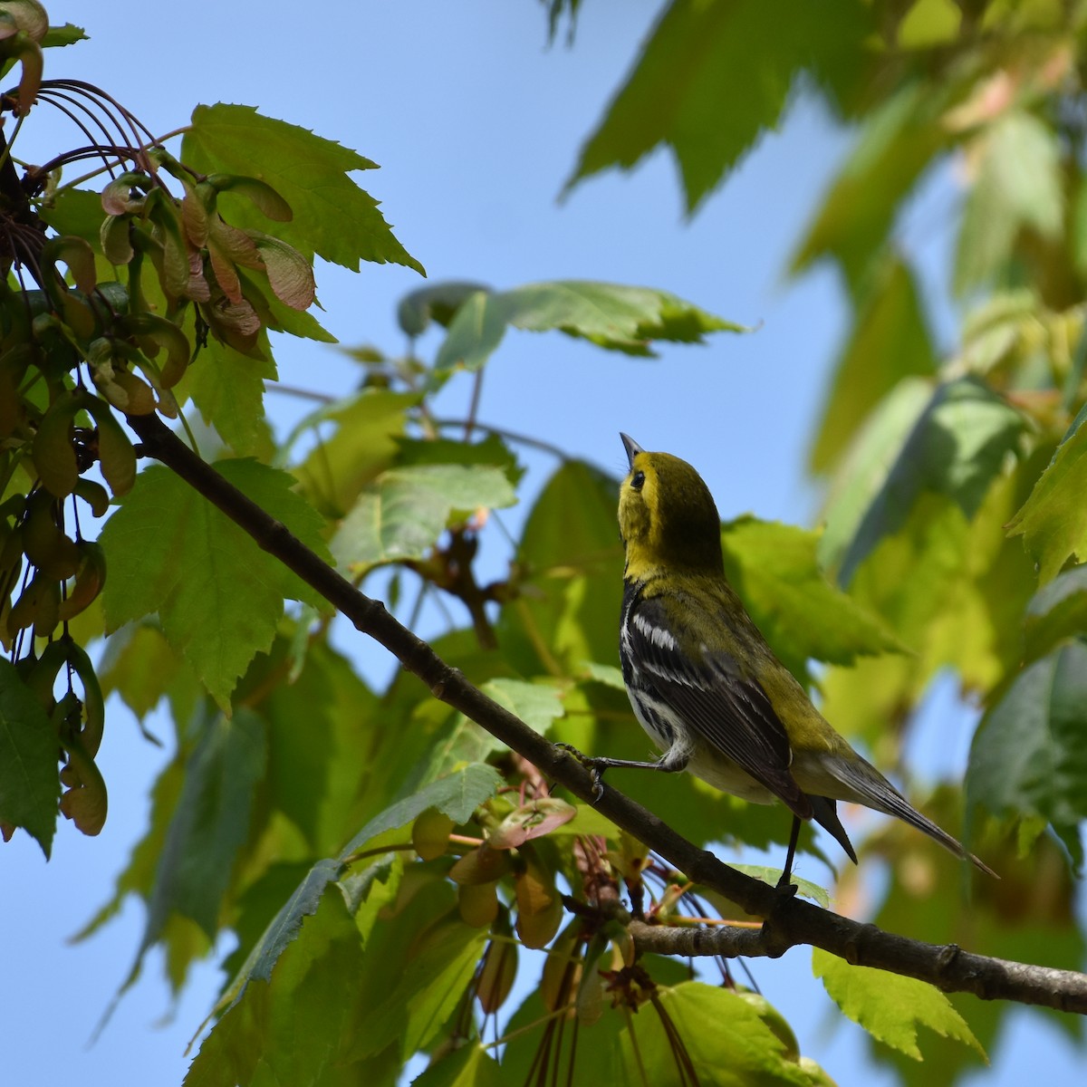 Magnolia Warbler - ML619478760