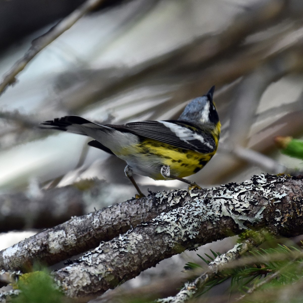 Magnolia Warbler - Jada Fitch