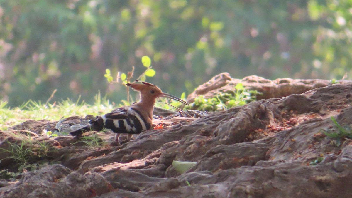 Eurasian Hoopoe - Sujay Biswas