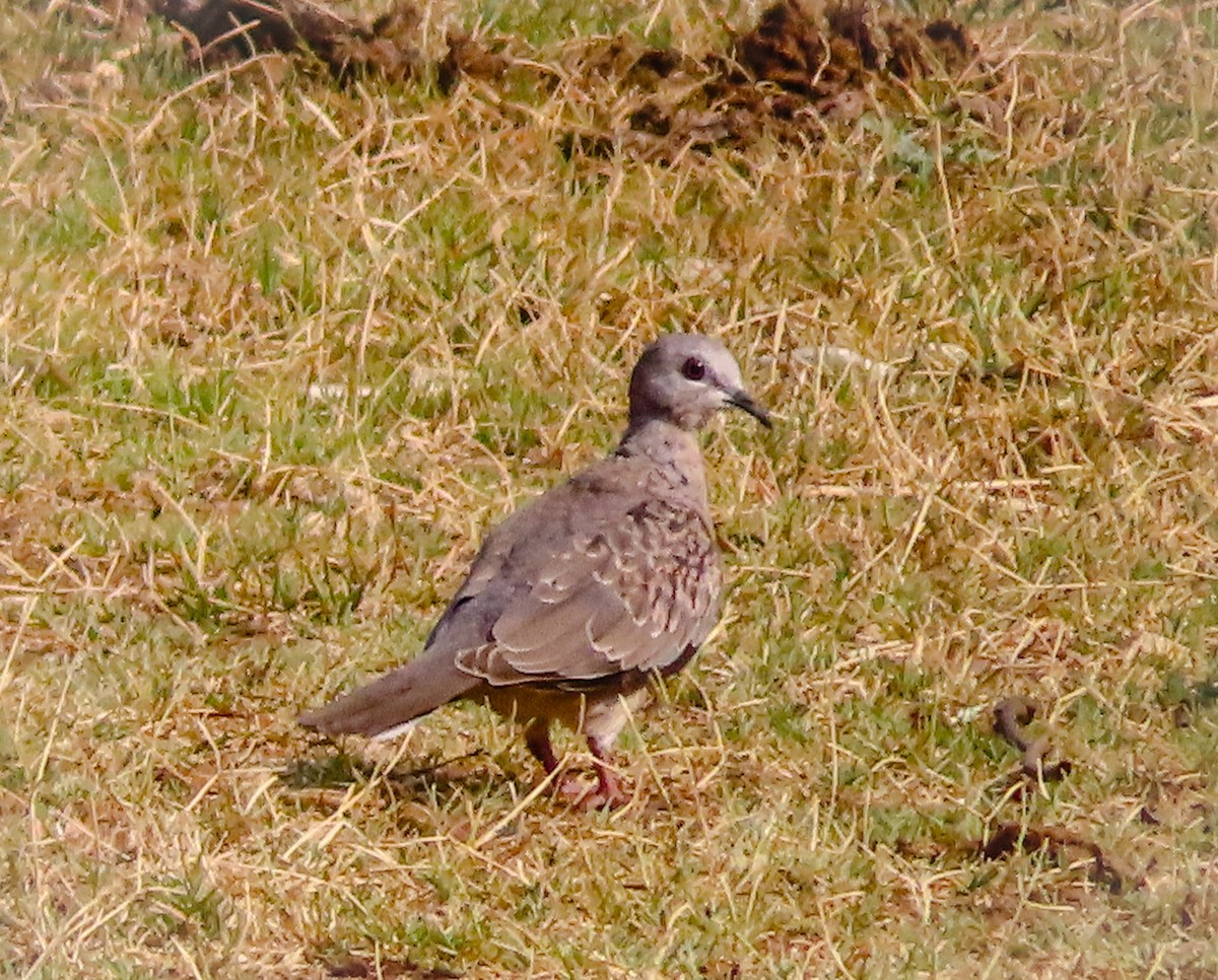 Spotted Dove - Sujay Biswas