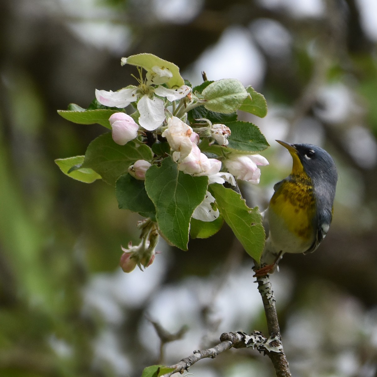 Northern Parula - Jada Fitch