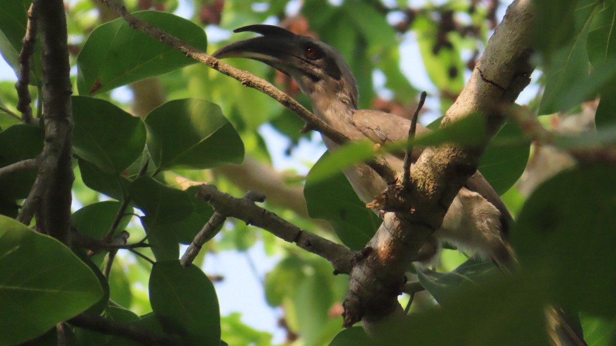 Indian Gray Hornbill - Sujay Biswas