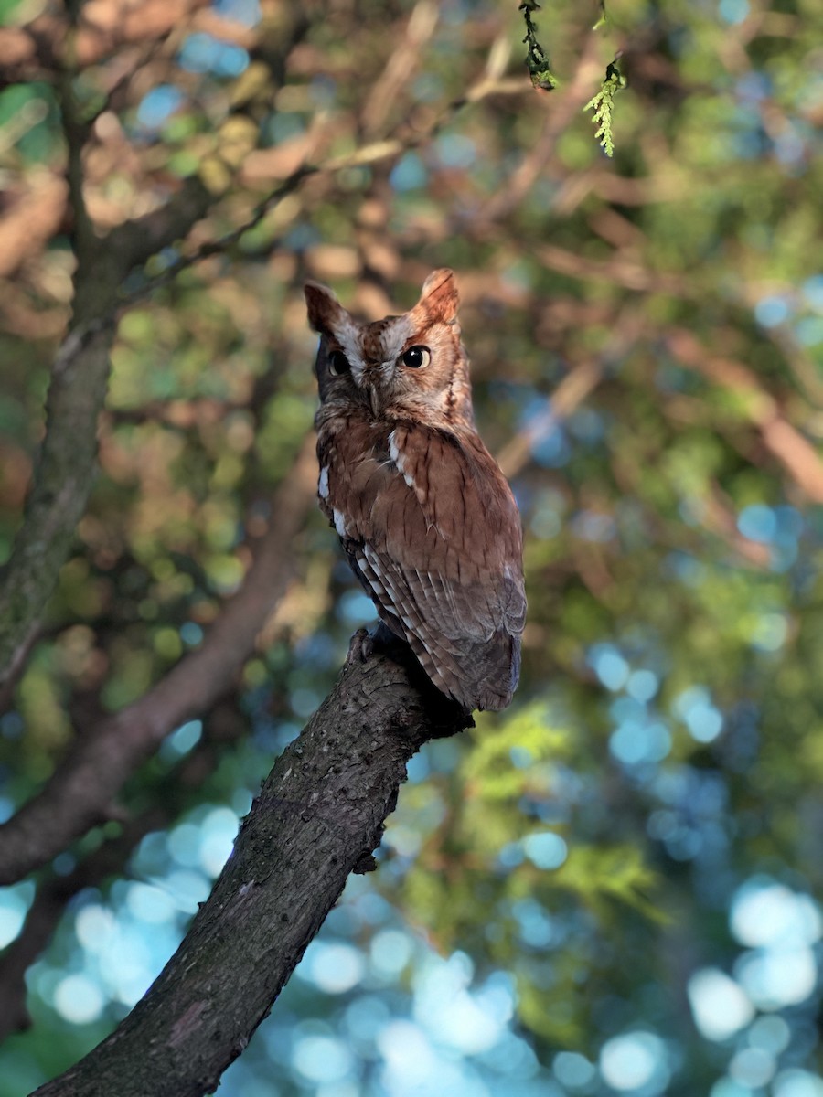 Eastern Screech-Owl (Northern) - Brian Danforth