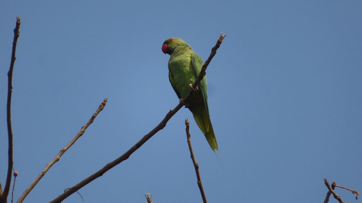 Rose-ringed Parakeet - Sujay Biswas