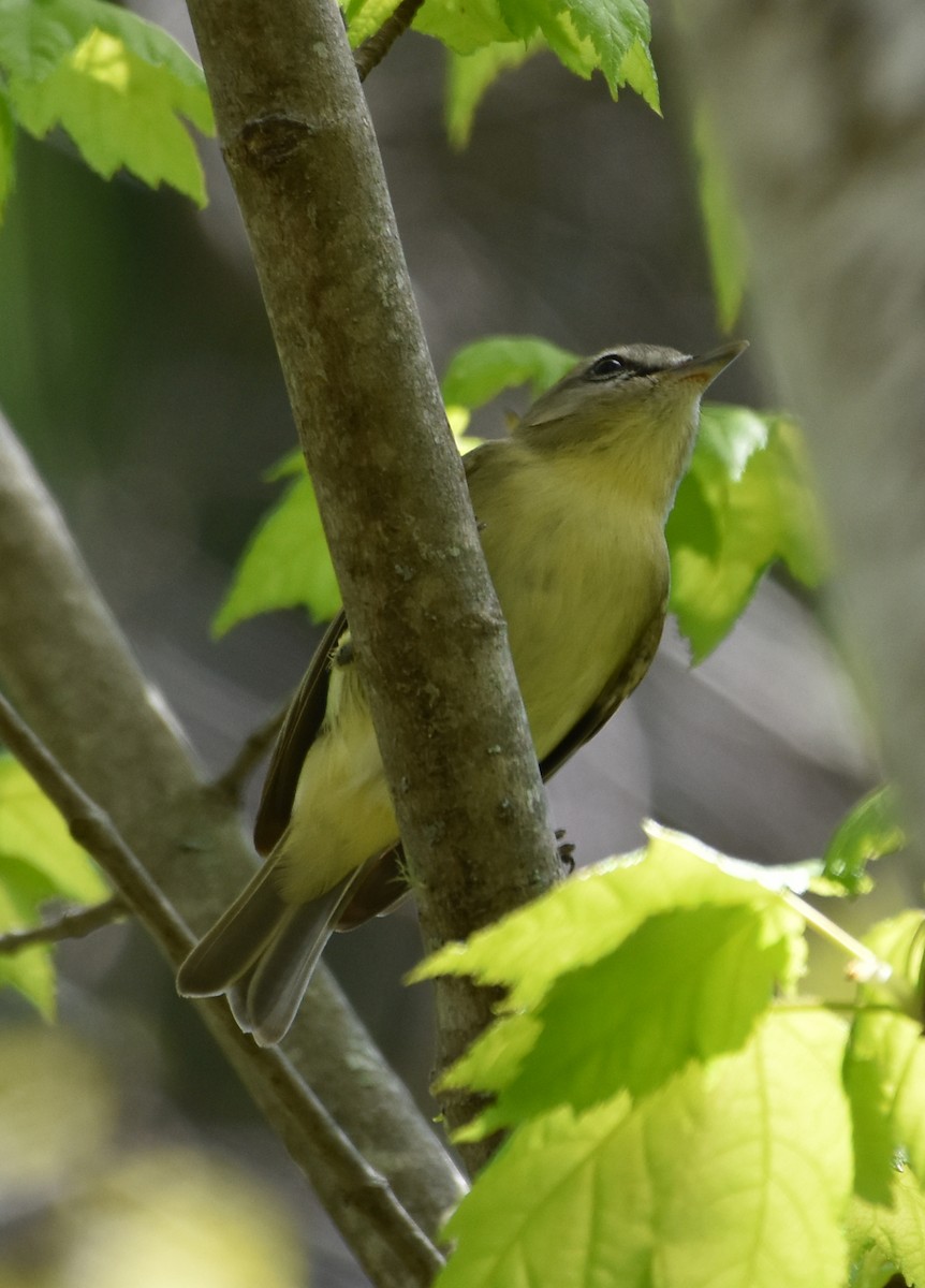 Philadelphia Vireo - Jada Fitch