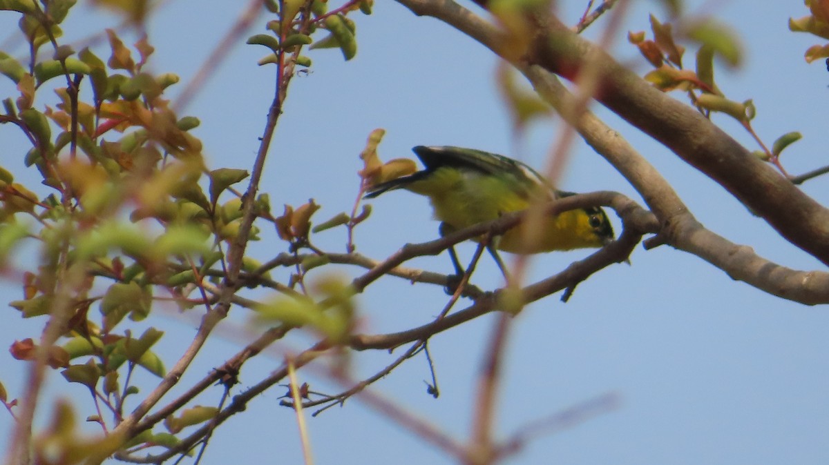 Common Iora - Sujay Biswas