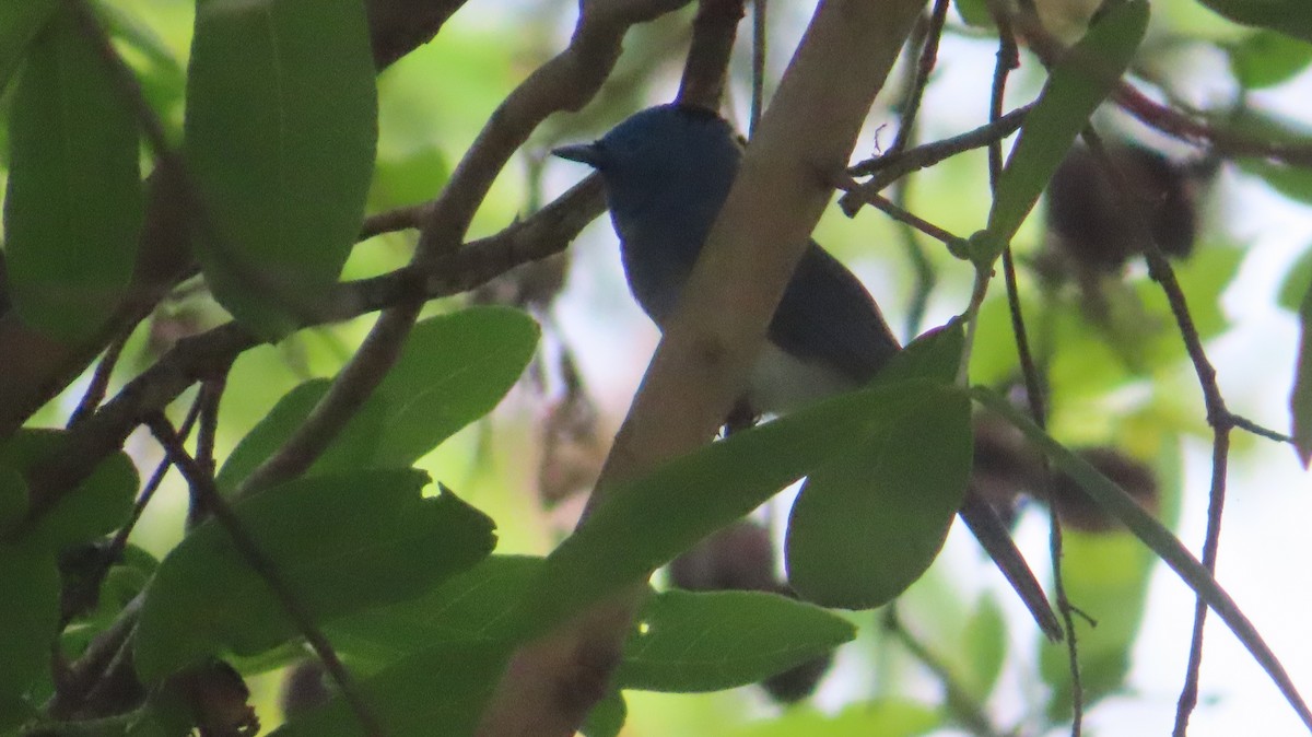 Black-naped Monarch - Sujay Biswas