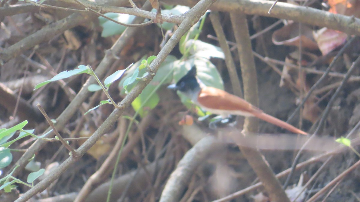 Indian Paradise-Flycatcher - Sujay Biswas