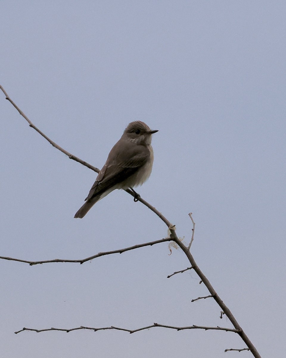 Spotted Flycatcher - Sam Shaw