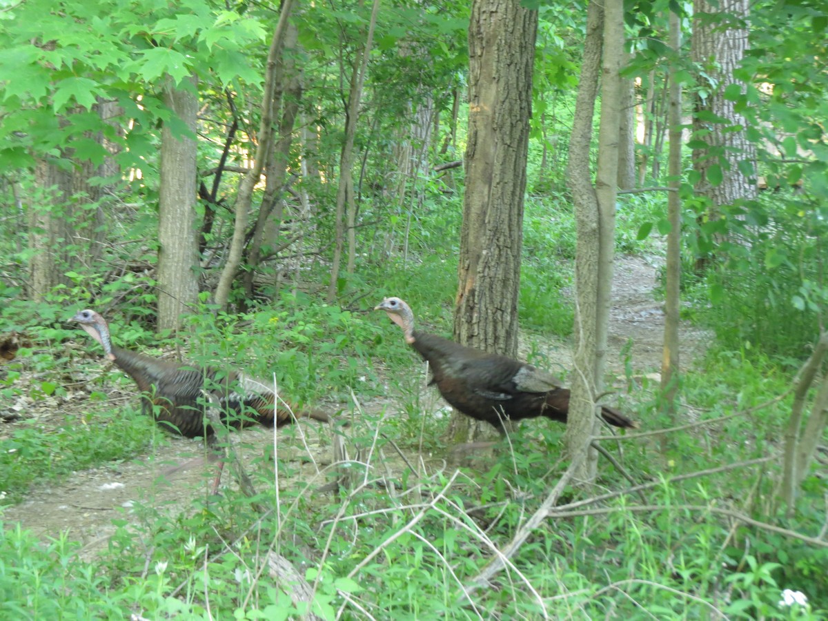 Wild Turkey - Melanie Mitchell