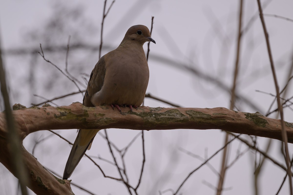 Mourning Dove - Stephen Davies