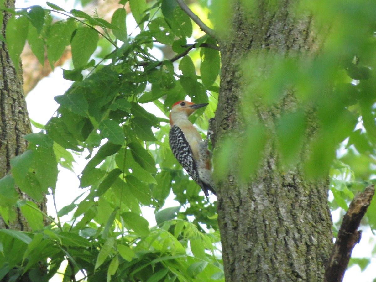 Red-bellied Woodpecker - Melanie Mitchell