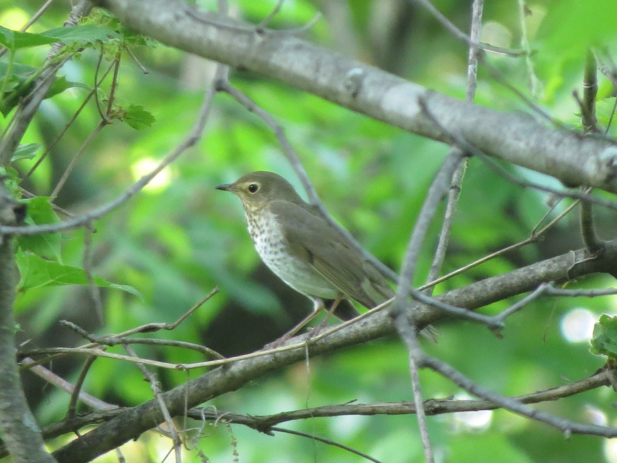 Swainson's Thrush - ML619478803