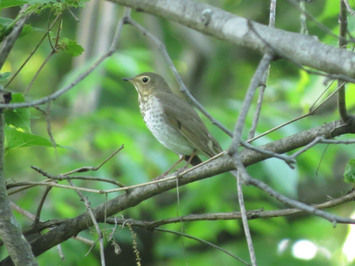 Swainson's Thrush - ML619478804