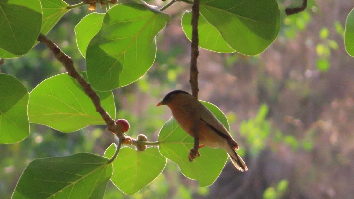 Brahminy Starling - Sujay Biswas