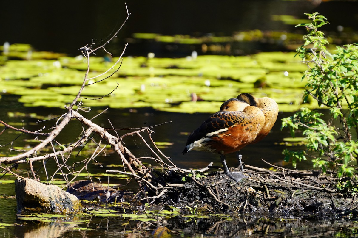 Wandering Whistling-Duck - May Britton