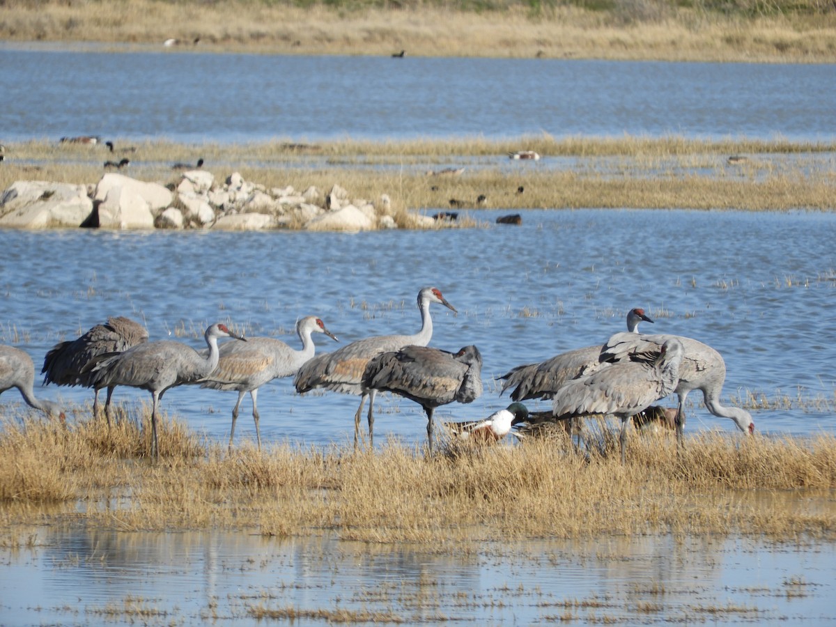 Sandhill Crane - Thomas Bürgi