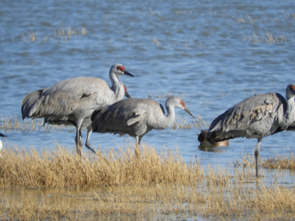 Sandhill Crane - Thomas Bürgi