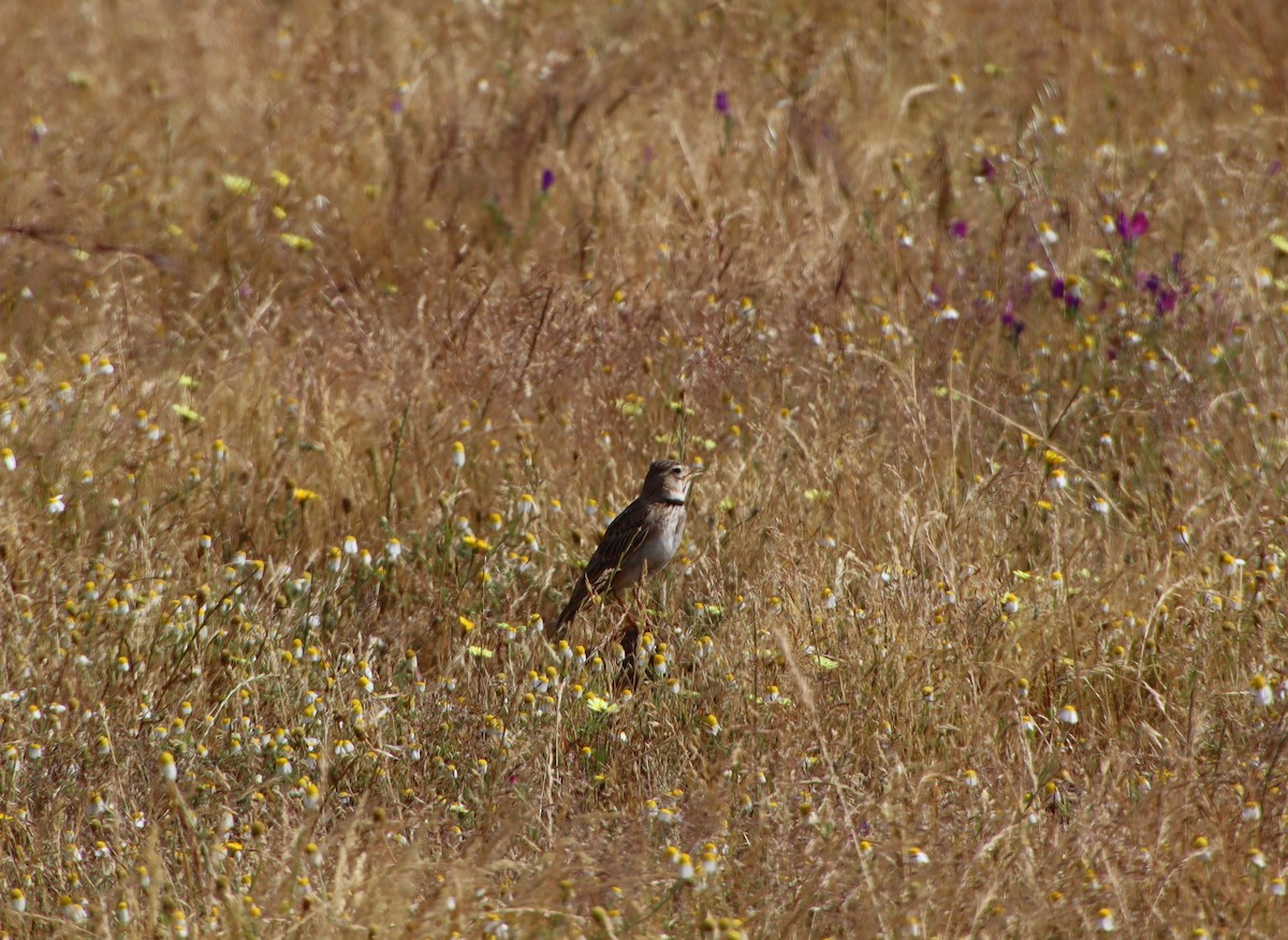 Calandra Lark - Felipe Rodríguez Pérez