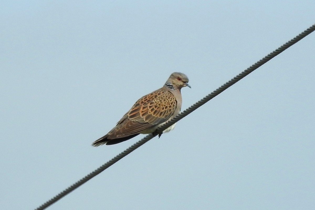 European Turtle-Dove - Vojtěch Danzmajer