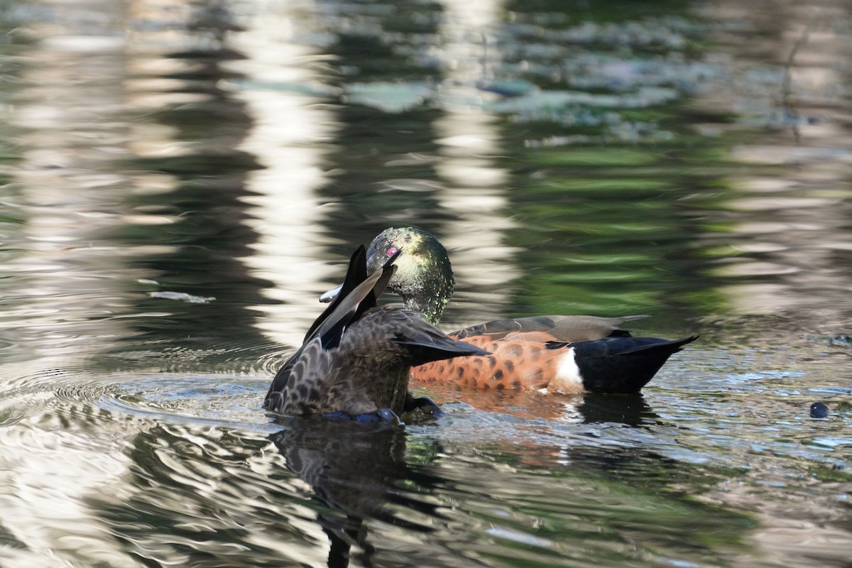 Chestnut Teal - May Britton