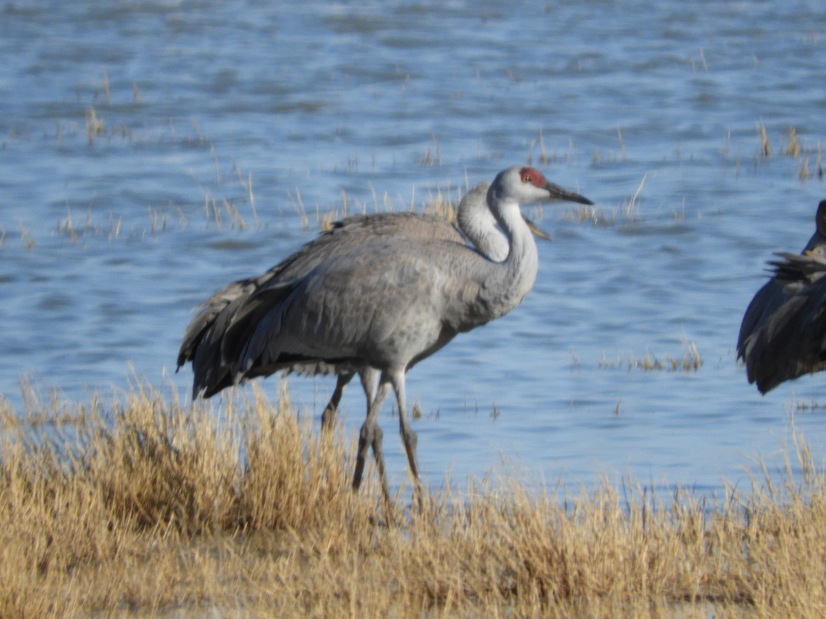 Sandhill Crane - Thomas Bürgi