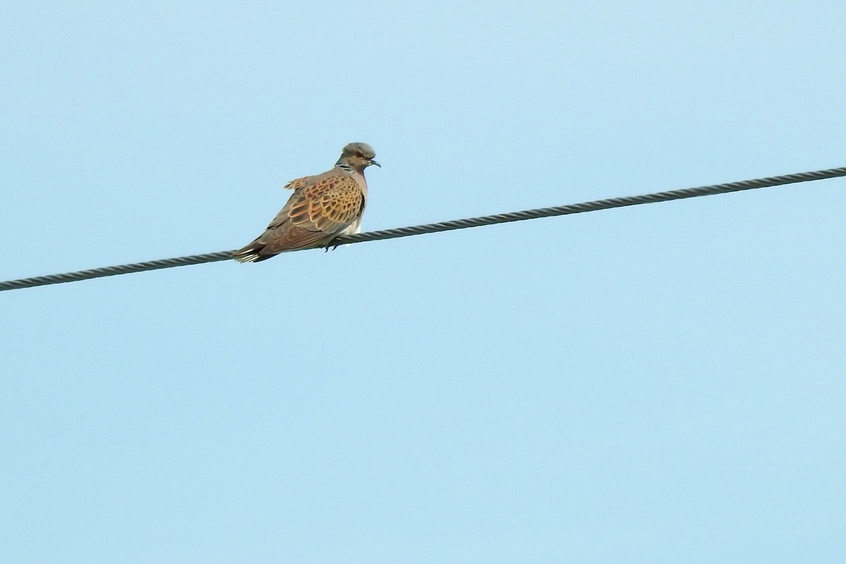 European Turtle-Dove - Vojtěch Danzmajer