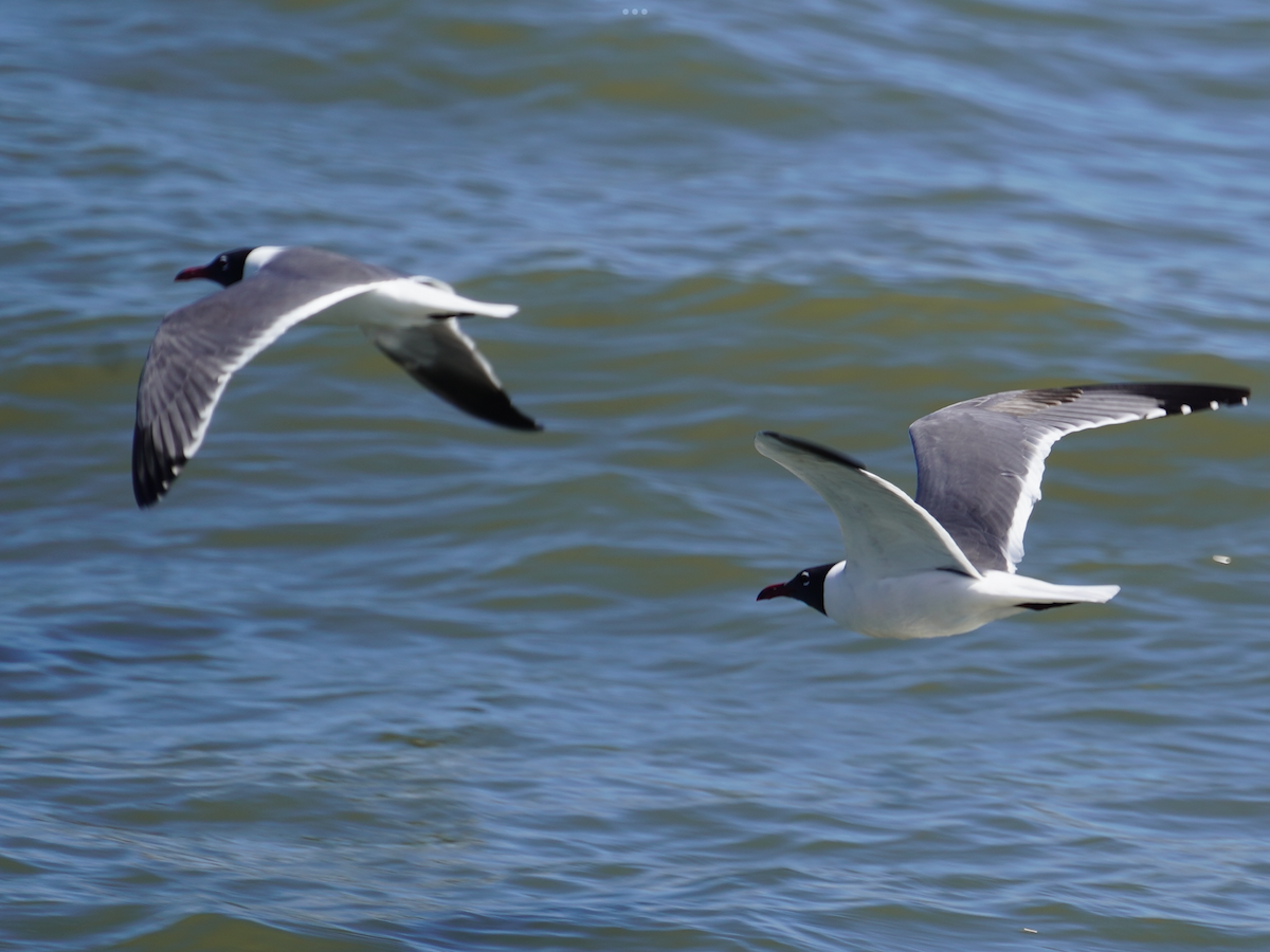 Laughing Gull - Calvin Rees