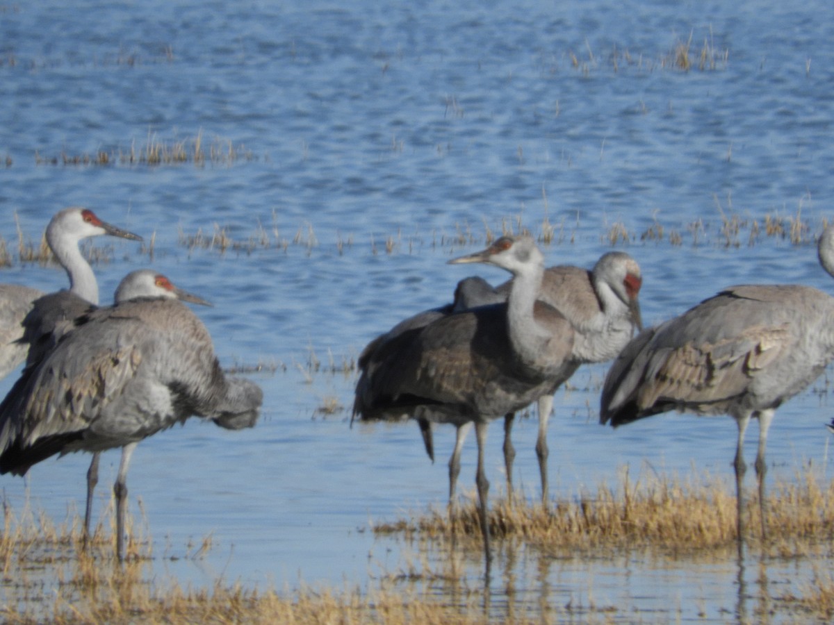 Sandhill Crane - Thomas Bürgi