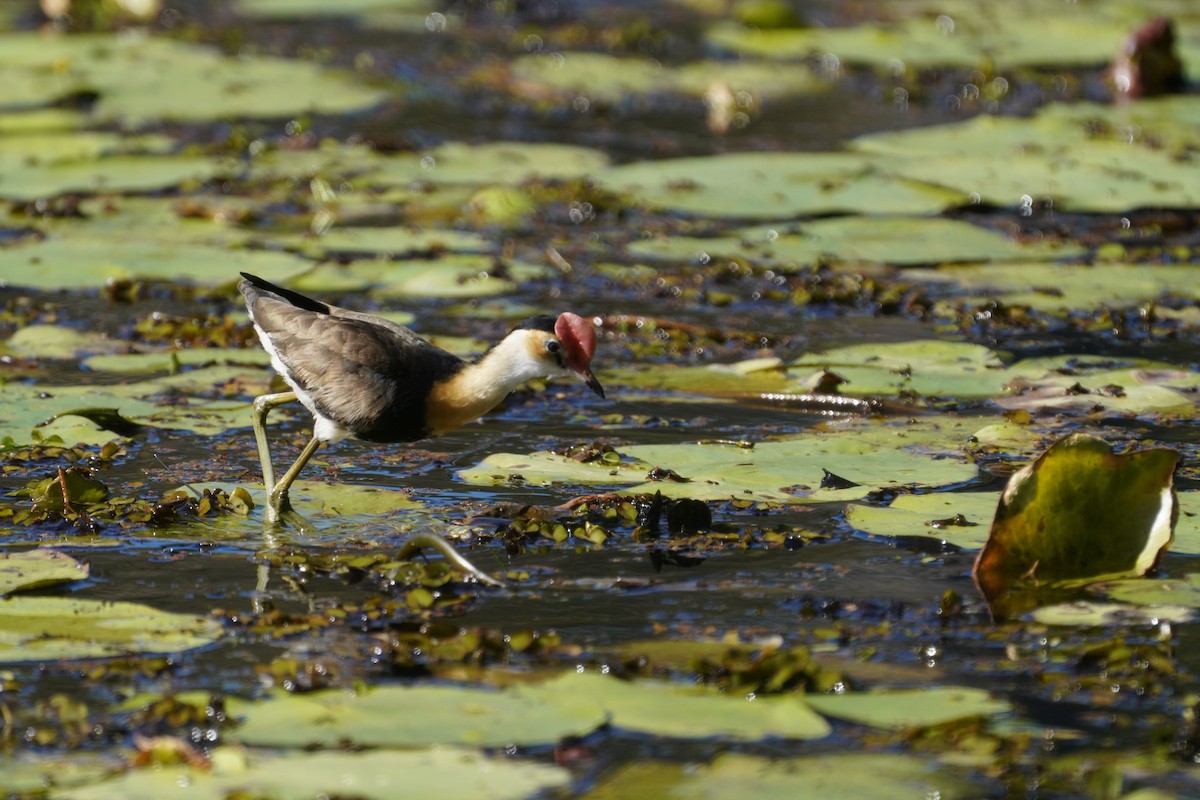 Comb-crested Jacana - May Britton