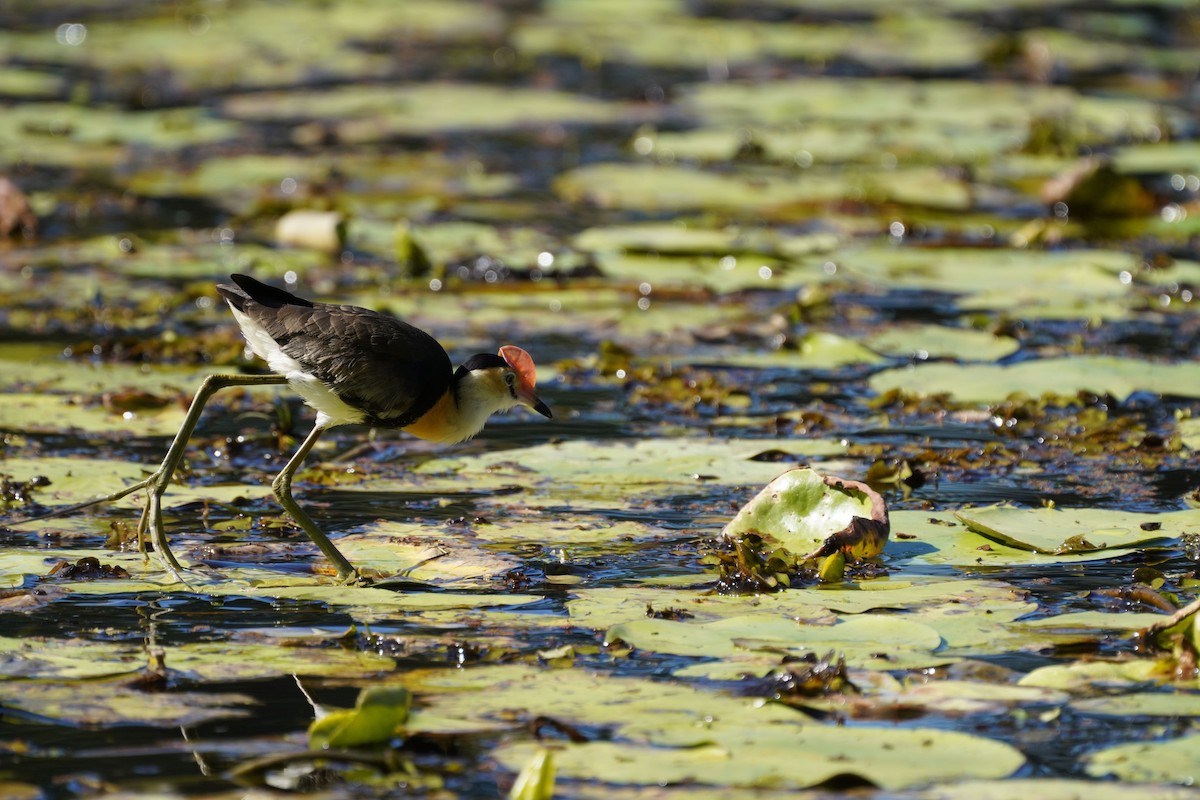Comb-crested Jacana - May Britton