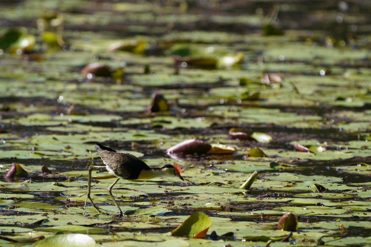 Comb-crested Jacana - May Britton