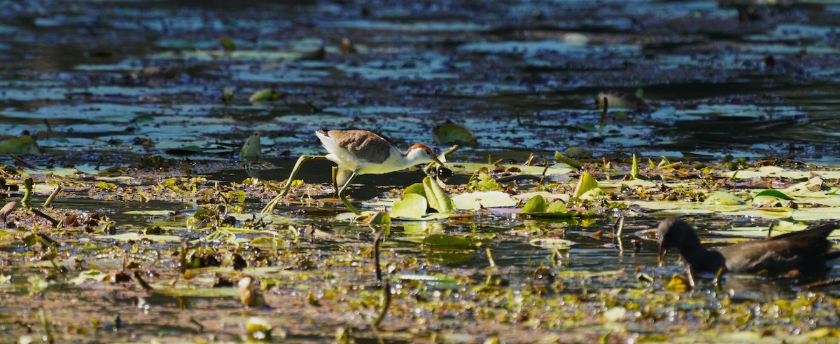 Comb-crested Jacana - May Britton