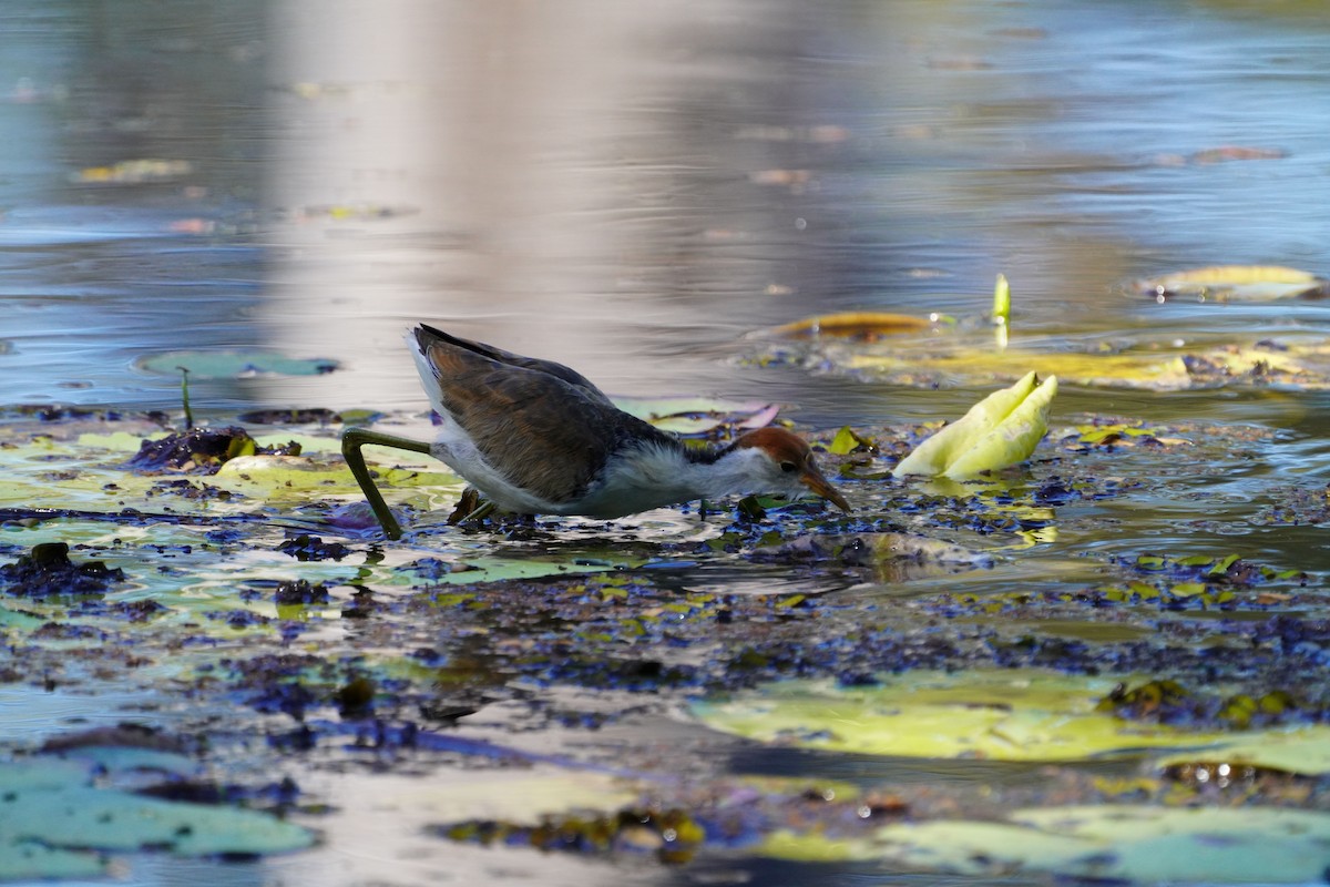 Comb-crested Jacana - May Britton