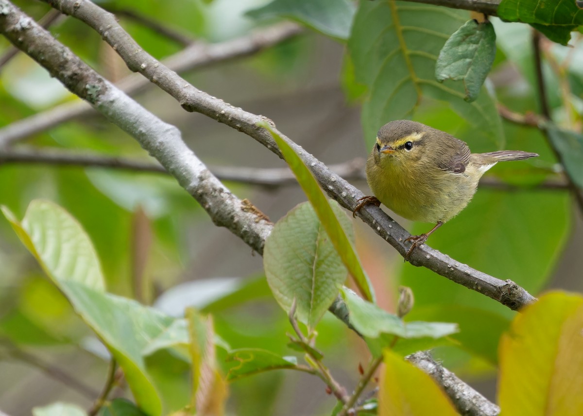 Tickell's Leaf Warbler - Ayuwat Jearwattanakanok