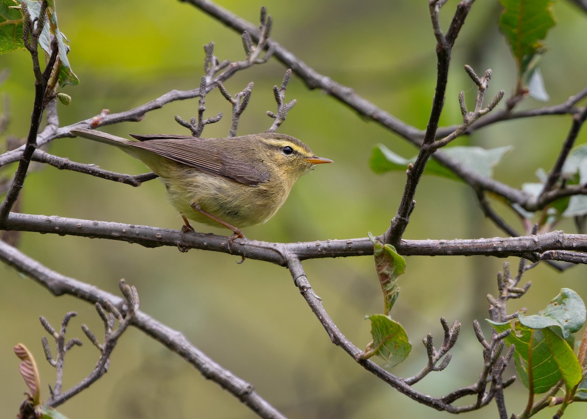 Tickell's Leaf Warbler - Ayuwat Jearwattanakanok