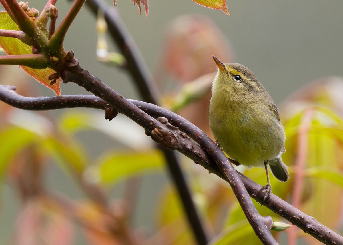 Tickell's Leaf Warbler - Ayuwat Jearwattanakanok