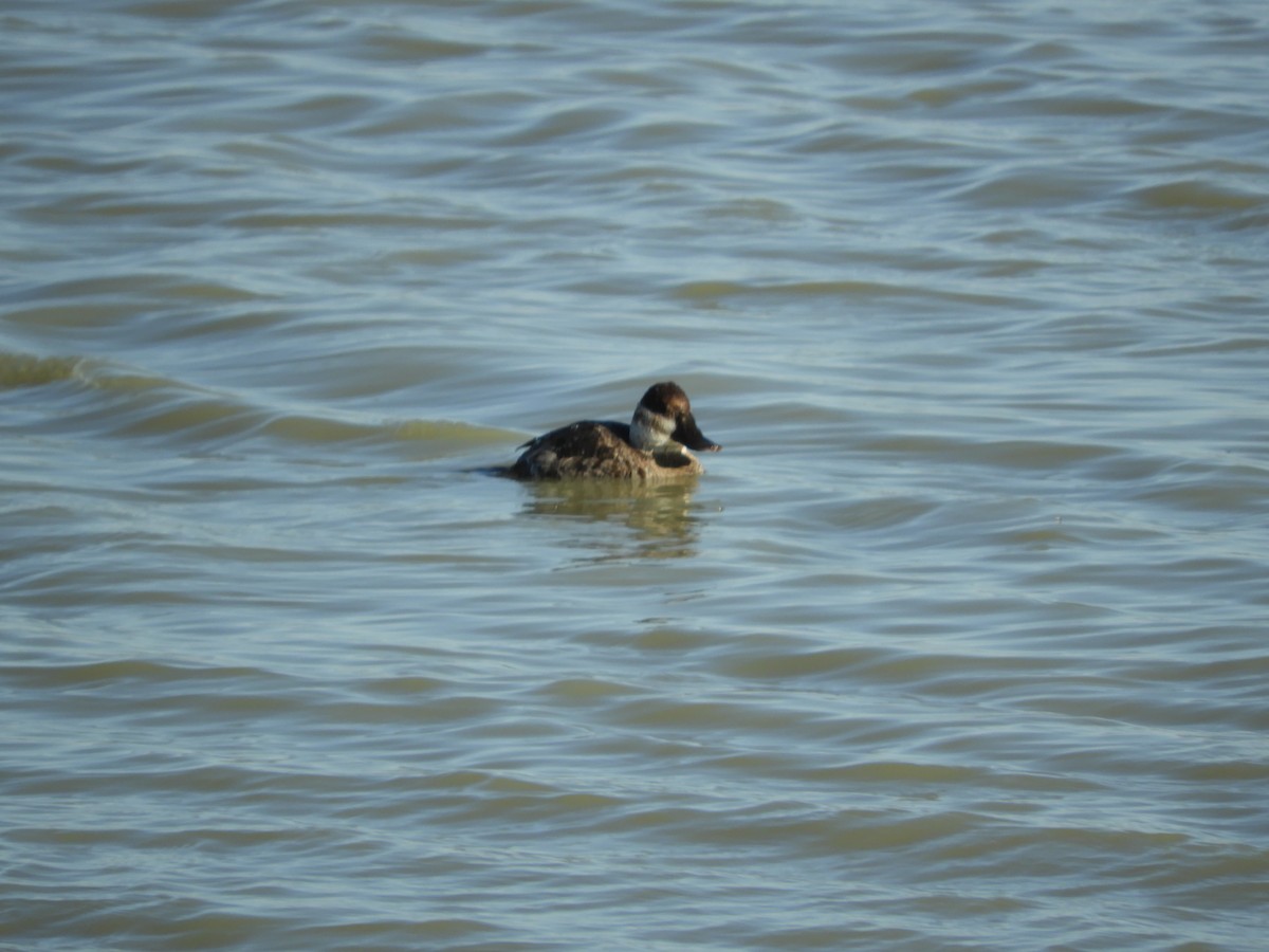 Ruddy Duck - Thomas Bürgi