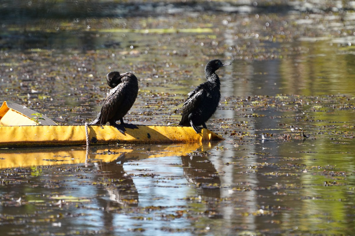 Little Black Cormorant - May Britton